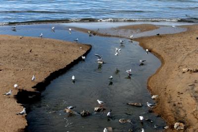 مياه شاطئ صيدا «غير مَأمُونة»: لا أموال لمعالجة الصرف الصحي!