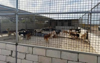 بلدية صيدا تحذّر من الدخول الى محيط ملجأ الكلاب الشاردة